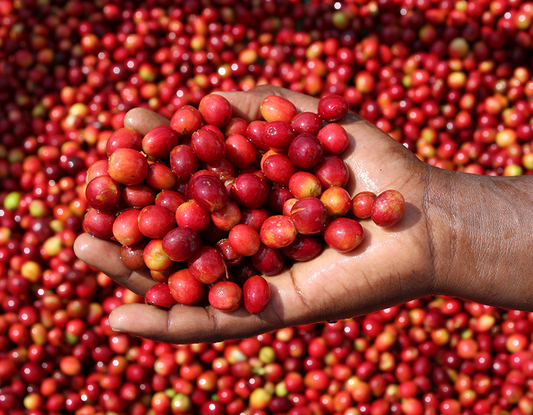 From Rwanda – Our Process