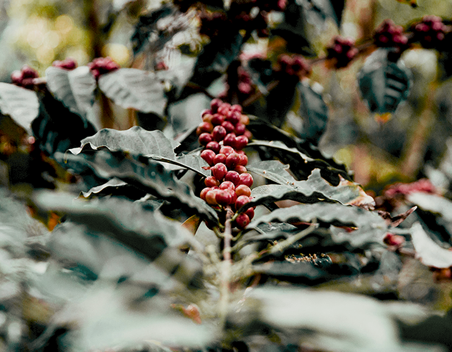 Why Sustainability Matters in Coffee